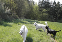 Dyra ,Coralie, Jorsch